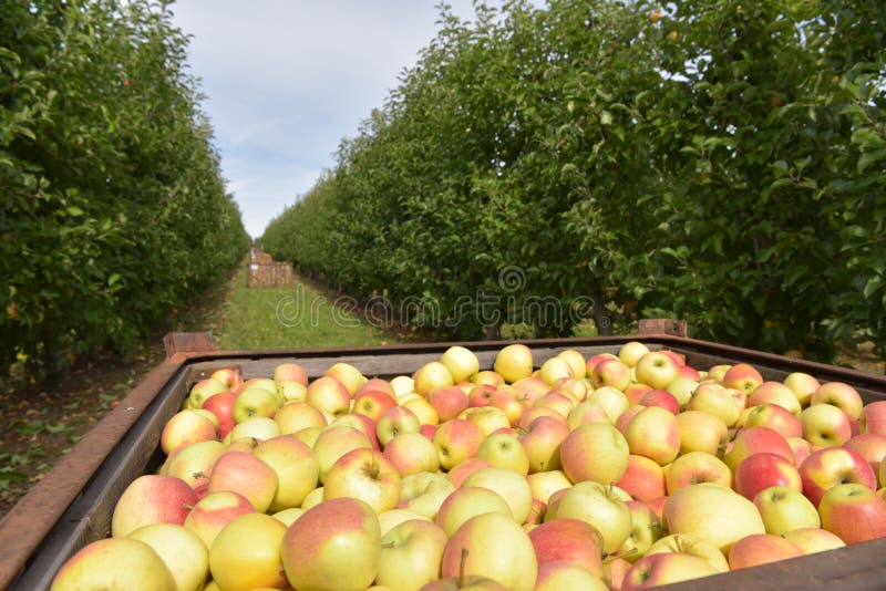 Apple harvest - crates of fresh apples for transport and sale - closeup photo. Apple harvest - crates of fresh apples for transport and sale - closeup photo