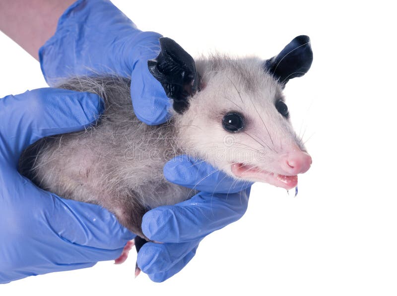 Frightened little possum hold gloved hands. The animal is afraid, opened his mouth and drools. Isolated on white background. Frightened little possum hold gloved hands. The animal is afraid, opened his mouth and drools. Isolated on white background.