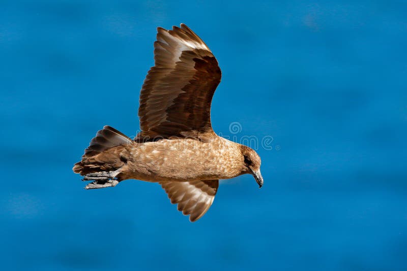Skua flight. Brown skua, Catharacta antarctica, water bird flying above the sea., evening light, Argentina. Bird fly with blue oce royalty free stock images Skua flight. Brown skua, Catharacta antarctica, water bird flying above the sea., evening light, Argentina. Bird fly with blue oce royalty free stock images