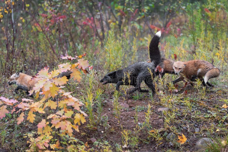 Skulk of Foxes Vulpes vulpes Run Left Across Weedy Island Autumn royalty free stock photos