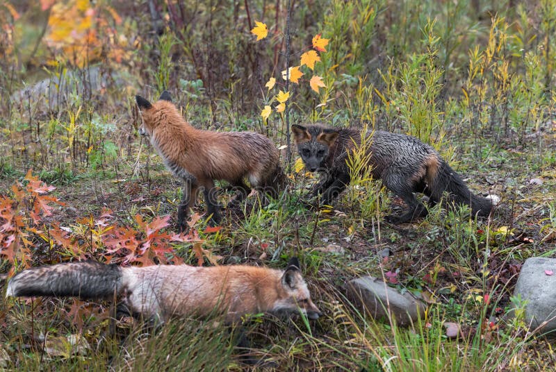 Skulk of Foxes Vulpes vulpes Watch on Weedy Autumn Island royalty free stock photo