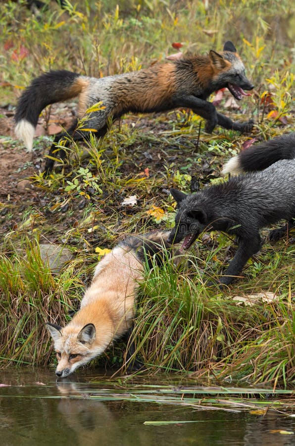Skulk of Foxes Vulpes vulpes at Waters Edge Autumn stock images