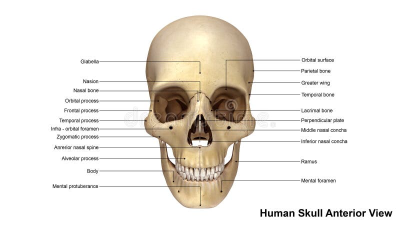 The skull bones anterior view