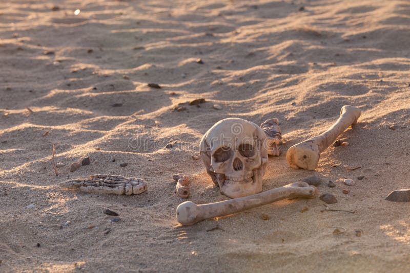 1,236 Bones Desert Photos - Free &amp; Royalty-Free Stock Photos from Dreamstime