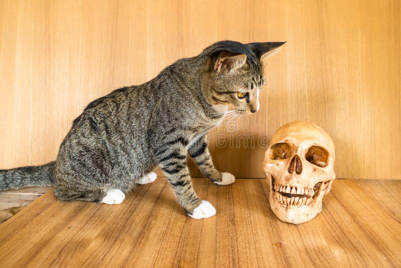 Skull and cat stock photo. Image of people, side, sweets 61225244
