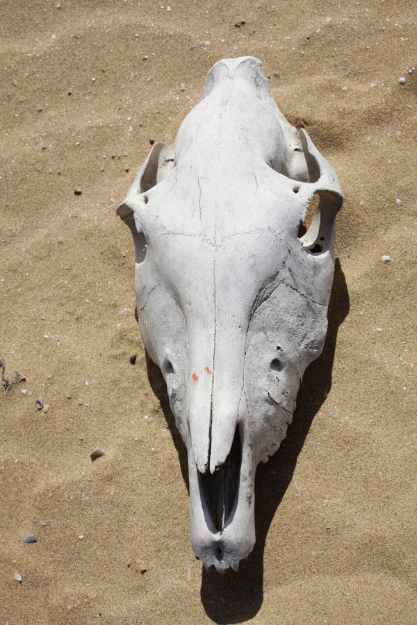 Animal skull on sand stock image. Image of head, animals - 121868897 Animal skull on sand stock image. Image of head, animals - 121868897