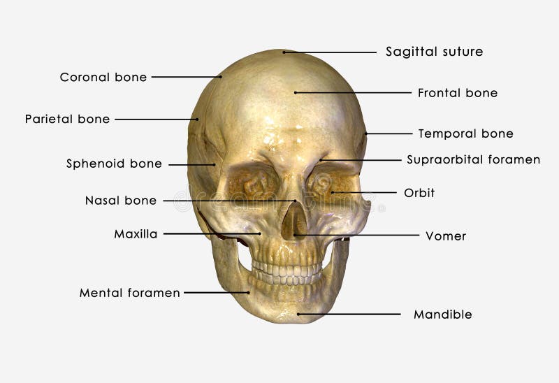 The Structure Of The Human Skull