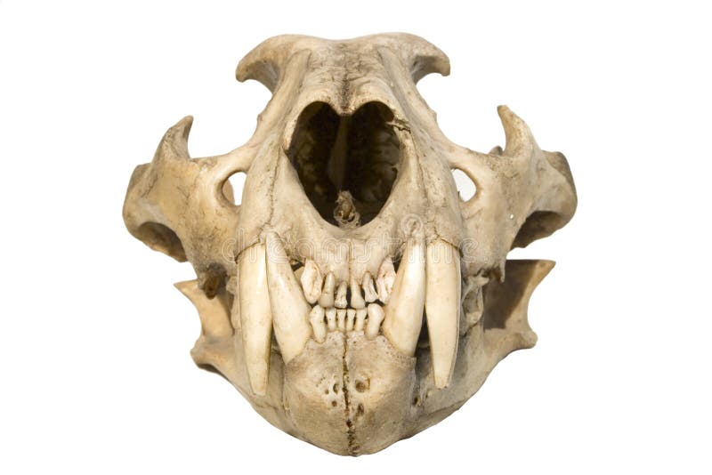 Skull leopard stock photo. Image of isolated, teeth, skull - 11258270