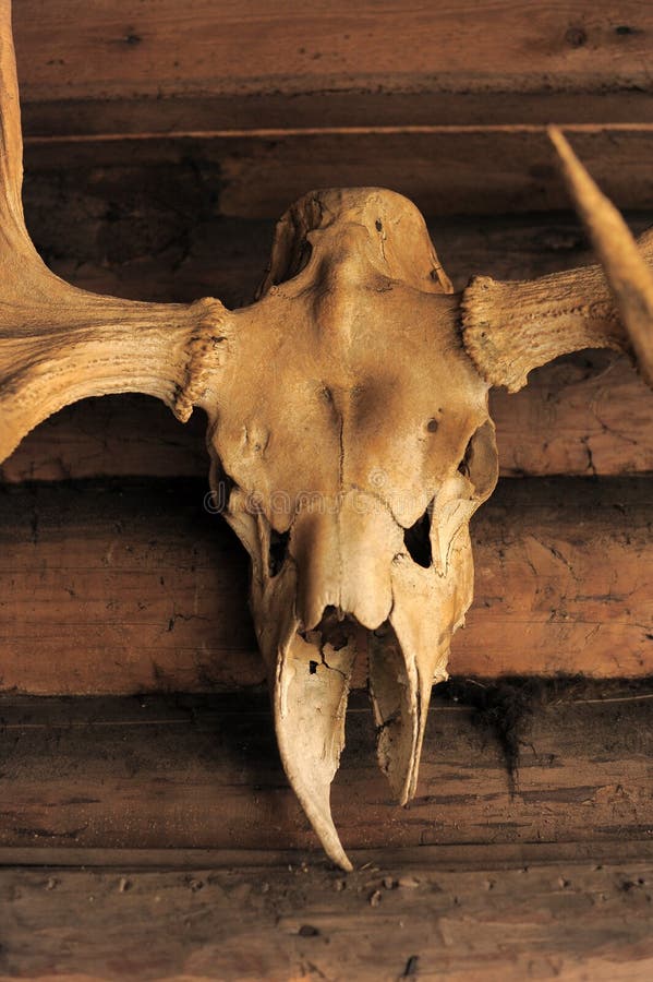 Skull Moose stock photo. Image of brown, deer, wild, trophy 31002934