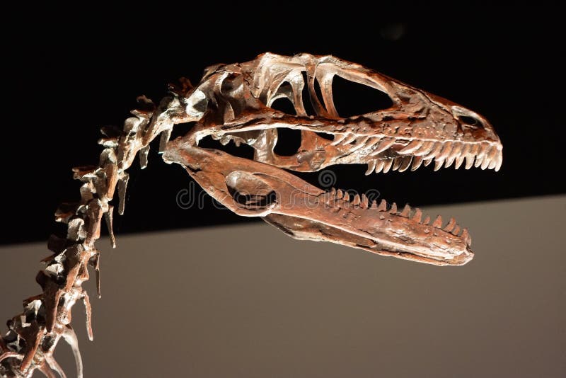 Skull And Neck Of Large Prehistoric Dinosaur Stock Photo - Image: 47083181