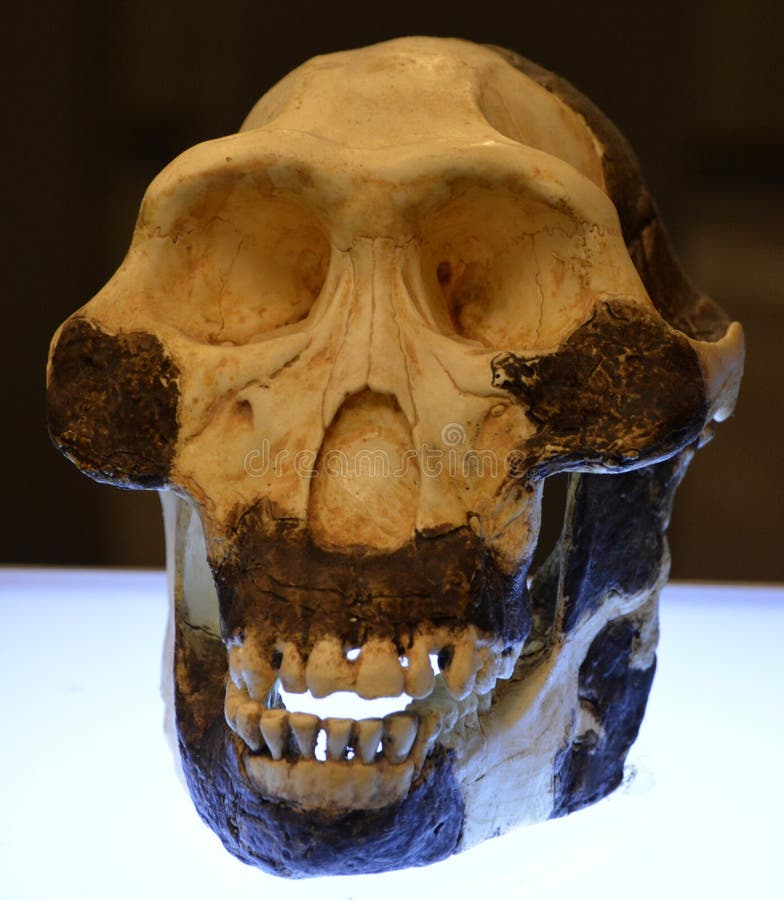 5 Australopithecine Photos - Free & Royalty-Free Stock Photos from ...