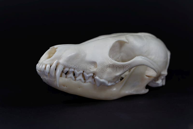 Skull Of A Red Fox Vulpes Vulpes Stock Image Image Of Skull Vulpes