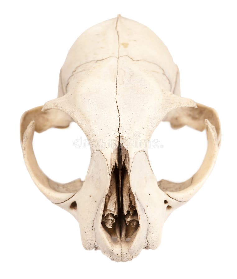 Skull of rodent animal stock image. Image of ending, cranium - 18440119