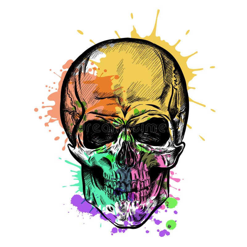 Download Skull Sketch With Watercolor Effect. Vector Stock Vector ...