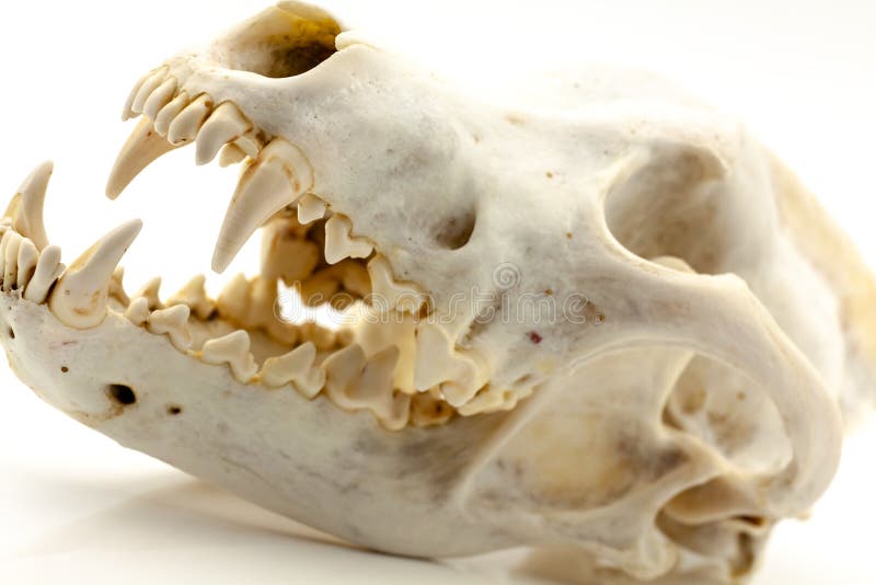 199 Wolf Skull Photos Free Royalty Free Stock Photos From Dreamstime