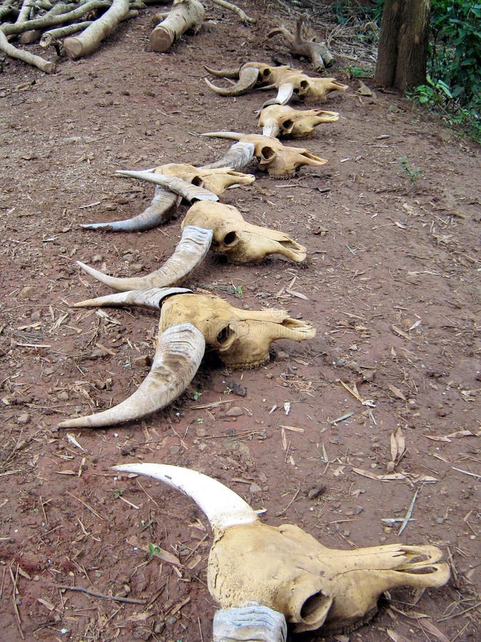 The skulls of cows and bulls lie on the ground - totem symbols, talismans and amulets stock images The skulls of cows and bulls lie on the ground - totem symbols, talismans and amulets stock images