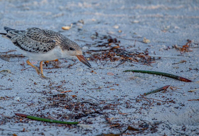 Skumslevfågelungen på indiskt vaggar stranden, Florida royaltyfria foton Skumslevfågelungen på indiskt vaggar stranden, Florida royaltyfria foton