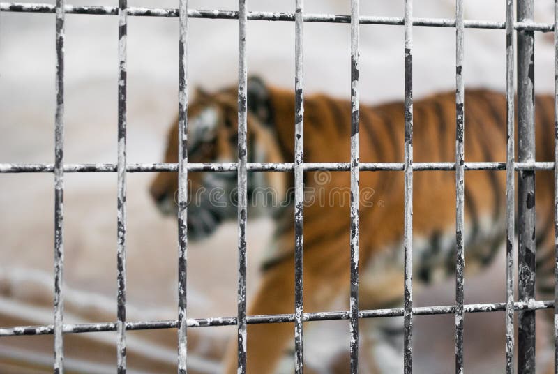 Skupiająca się stalowa klatka w zoo z plama dużym męskim tygrysem w tle, żadny bezpłatni dom zdjęcie royalty free Skupiająca się stalowa klatka w zoo z plama dużym męskim tygrysem w tle, żadny bezpłatni dom zdjęcie royalty free