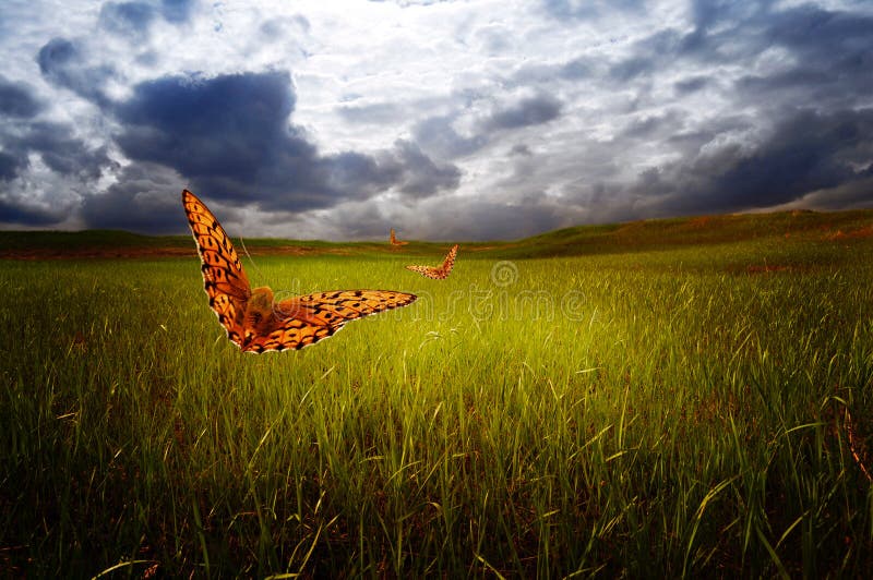 The Sky And Butterflies Picture. Image 95997246