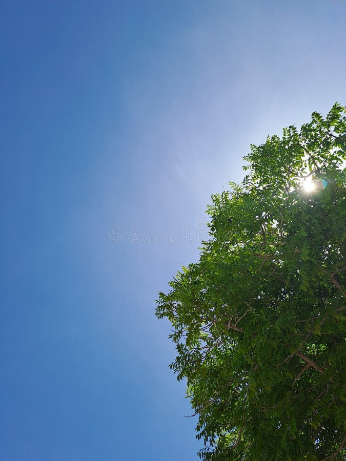 The Sky is Clear during the Day, the Sun is Covered by Shady Trees