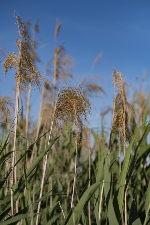 Sky, Crop, Vegetation, Grass Family Picture. Image: 120654900