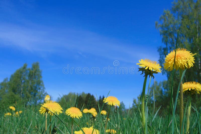 Sky and dandelions