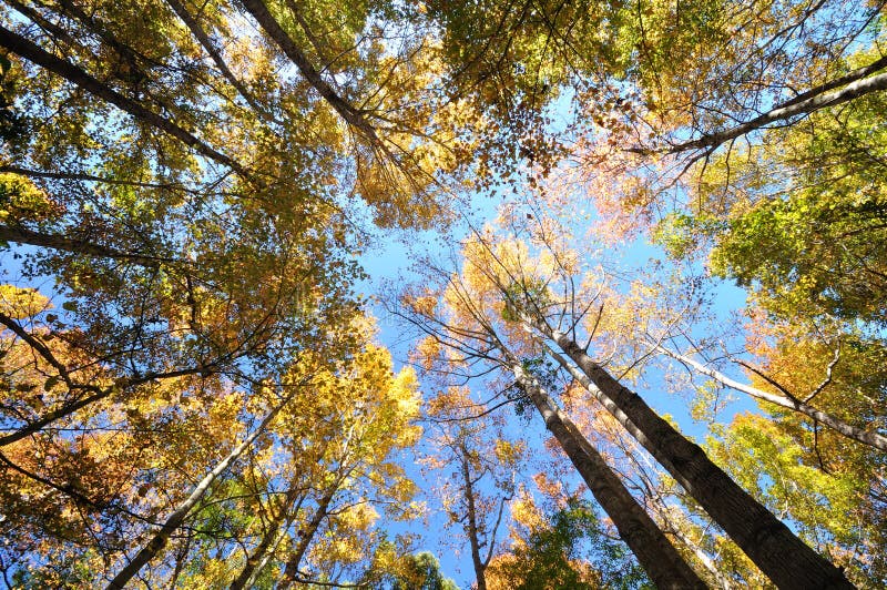 Sky in forests