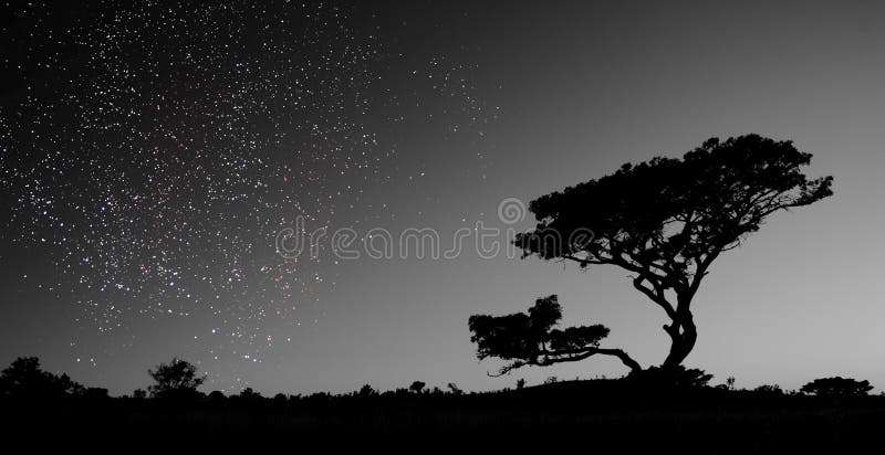 A sky full of stars royalty free stock photo A sky full of stars royalty free stock photo