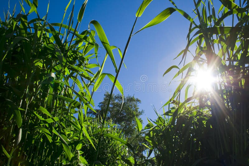 Sky, grass and the sun