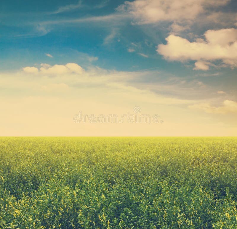 Sky and green fields stock image. Image of horizon, harvest 180518505