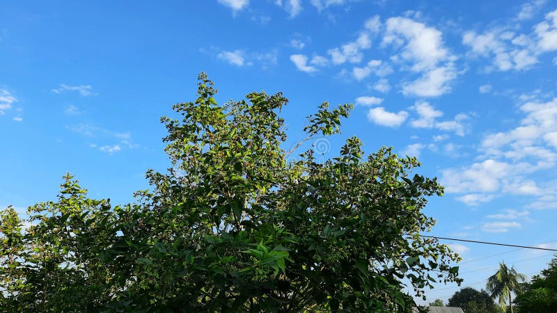 Sky image , tree image stock photos