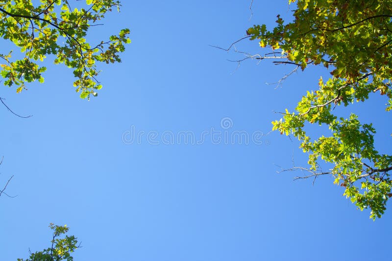 Sky with oak stock photo. Image of green, scene, shine 131319748