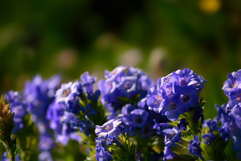 Sky Pilot Wildflower Flower Plant Blooms