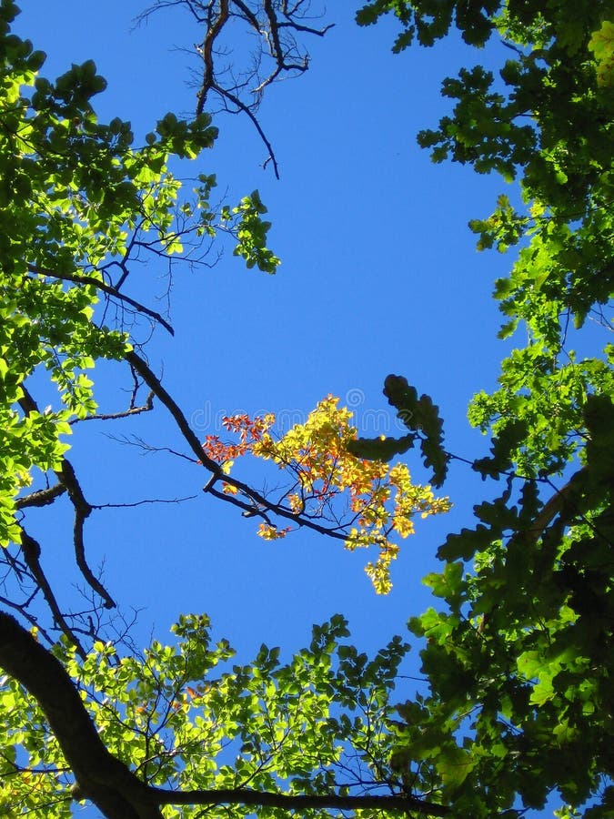 Sky & trees