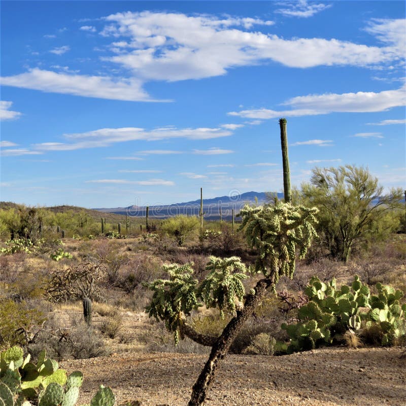 Vegetation, Ecosystem, Shrubland, Sky Picture. Image 110615076