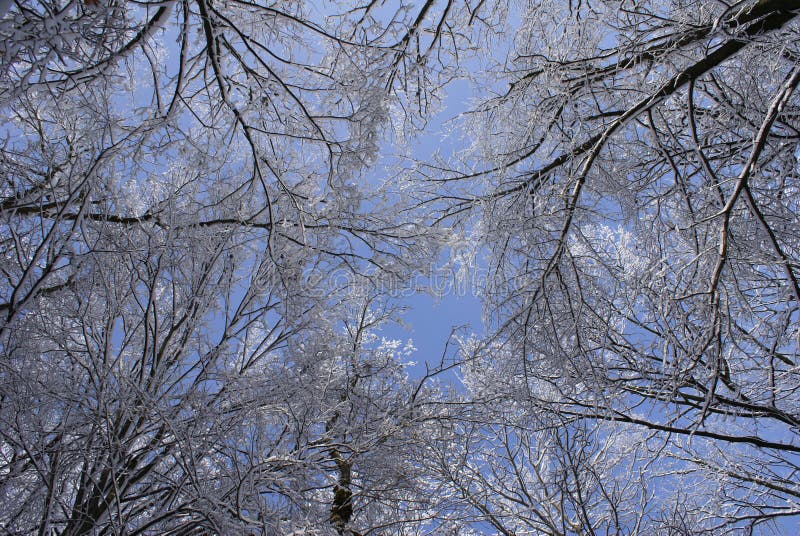 The sky in a winter wood