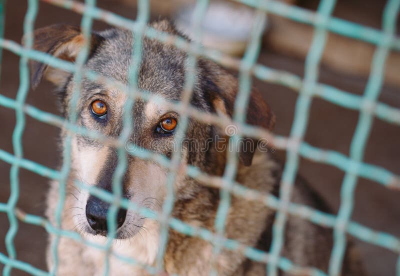 Open air shelter for homeless stray street dogs. Open air shelter for homeless stray street dogs.