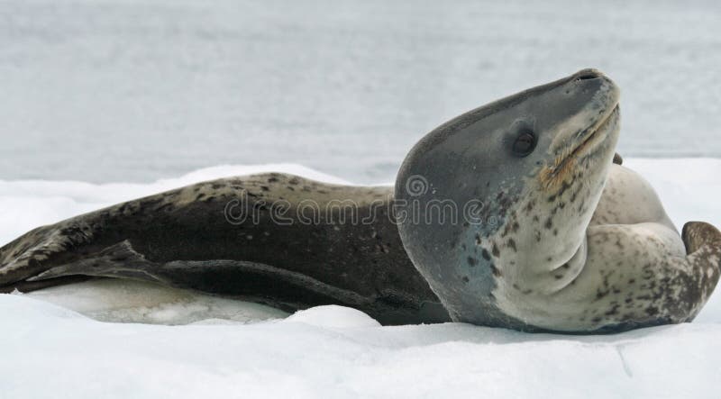 Leopard Seal lying on iceberg. Leopard Seal lying on iceberg