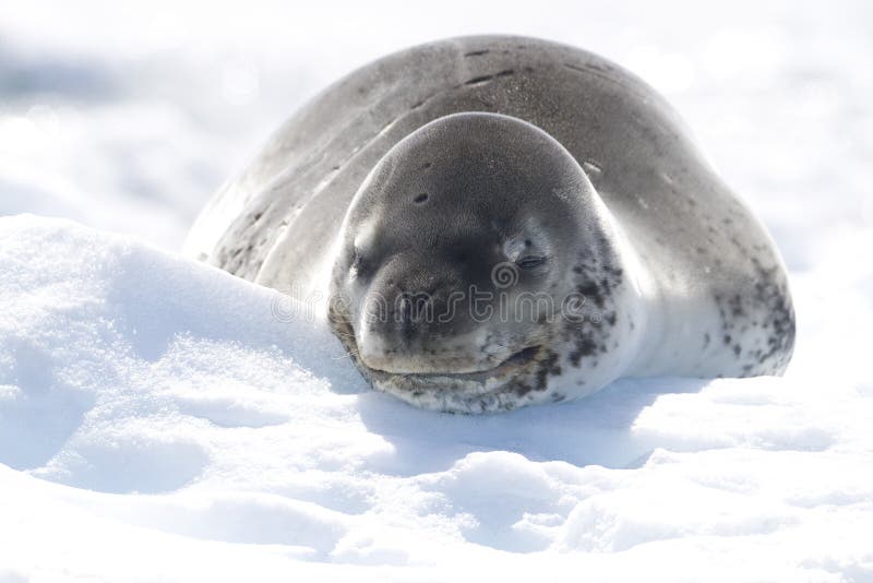 Smiling Leopard Seal (Hydrurga leptonyx) resting on a bergy bit (iceberg). Cierva Cove, Antarctic Peninsula, Antarctica. Smiling Leopard Seal (Hydrurga leptonyx) resting on a bergy bit (iceberg). Cierva Cove, Antarctic Peninsula, Antarctica.