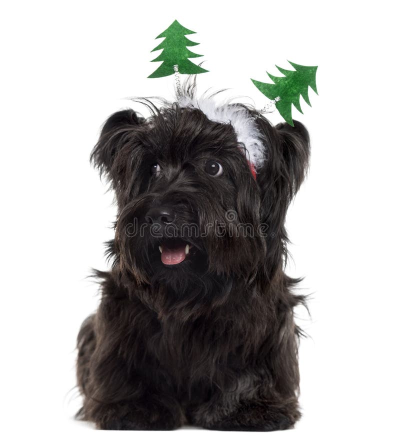 Skye Terrier avec des décorations de Noël, isolé sur fond blanc photo stock