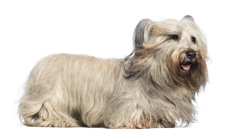 Skye Terrier avec le vent dans la figure photos stock