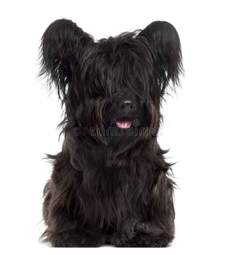 Skye Terrier tirant la langue, isolé sur fond blanc photographie stock libre de droits