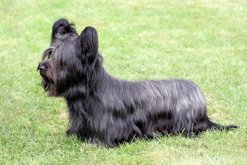 Skye Terrier amusant photo libre de droits
