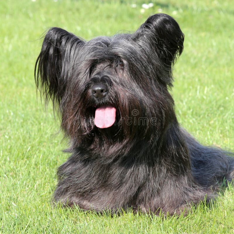 Skye Terrier noir sur une pelouse verte photos stock