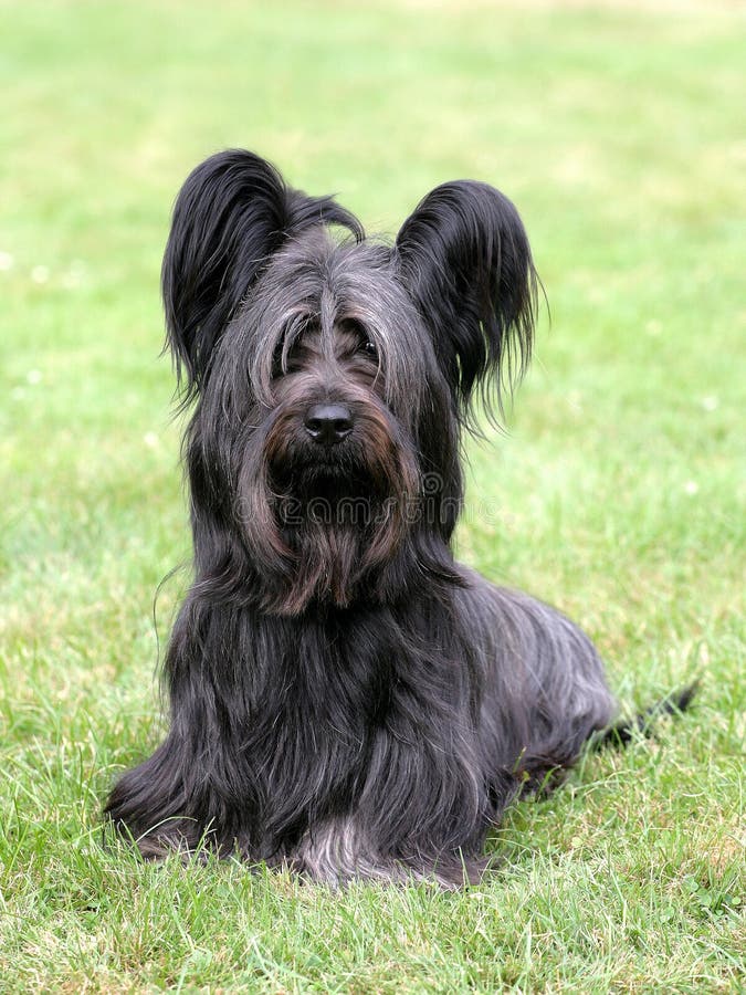 Skye Terrier noir typique photos libres de droits