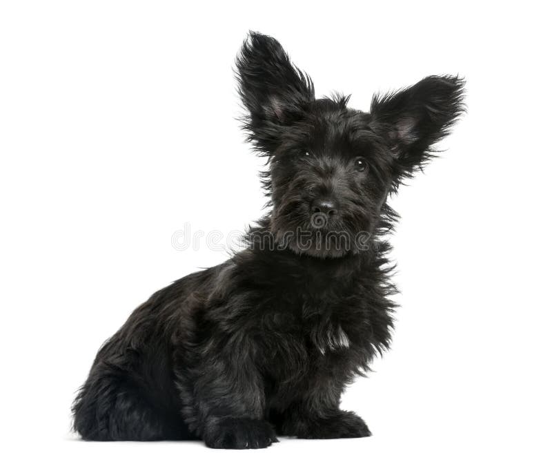 black skye terrier