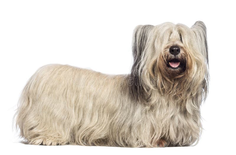 Skye Terrier photo stock