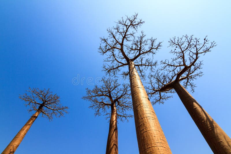 Beautiful backlit Baobab trees at the avenue of the baobabs in Madagascar. Beautiful backlit Baobab trees at the avenue of the baobabs in Madagascar