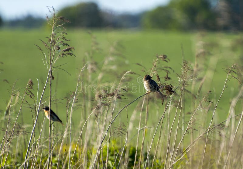 Skylark royalty free stock photos Skylark royalty free stock photos
