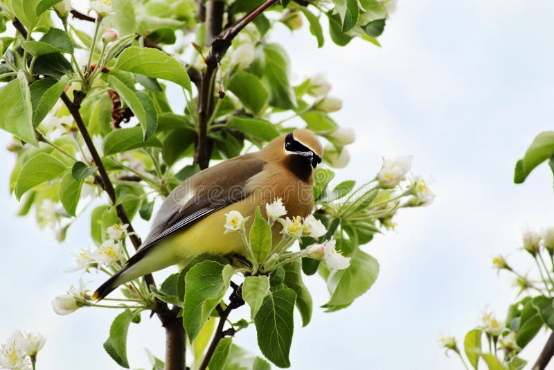 skyldigt se för cederträ waxwing royaltyfri fotografi skyldigt se för cederträ waxwing royaltyfri fotografi